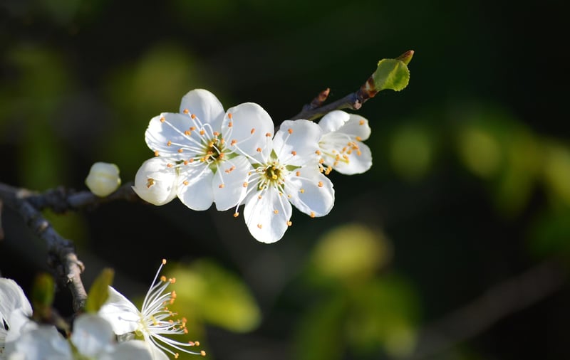 Spring Blossoms